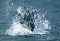 Bottlenose Dolphin Postcard (H Std CB)