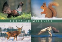 Capercaille, Squirrel, Deer, Osprey Comp Postcard (H Std CB)