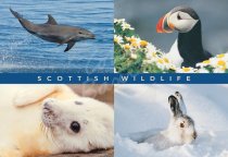 Dolphin, Puffin, Seal, Hare Comp Postcard (H Std CB)