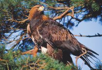 Golden Eagle & Scots Pine Postcard (H Std CB)