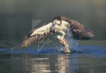 Osprey in Flight with Fish Postcard (H Std CB)