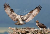 Ospreys on Nest Postcard (H Std CB)