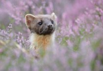 Pine Marten Postcard (H Std CB)