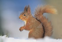 Red Squirrel Postcard (H Std CB)