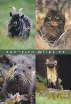 Goat, Wildcat, Otter, Pine Marten Comp Postcard (V Std CB)