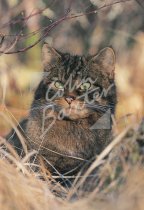 Scottish Wildcat Postcard (V Std CB)