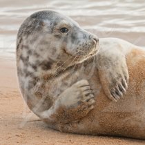 Grey Seal Greetings Card (CB)