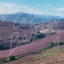 Heather Moorland, CNP Greetings Card (CB)