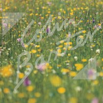 Machair, Western Isles Greetings Card (CB)