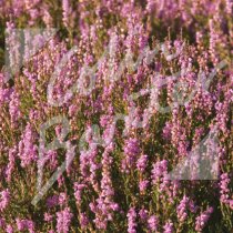 Scottish Heather Greetings Card (CB)