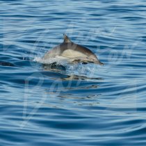 Scotland Greetings Cards - Common Dolphin Greetings Card (CB)