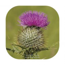 Scottish Thistle 2 Coaster