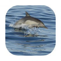 Common Dolphin Coaster