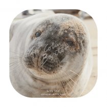 Grey Seal Coaster