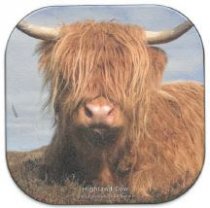 Highland Cow Coaster