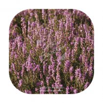 Scottish Heather Coaster