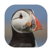 Atlantic Puffin Profile Coaster