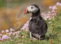 Atlantic Puffin & Sea Pinks Magnet (H CB)