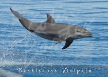 Bottlenose Dolphins Magnet (H CB)