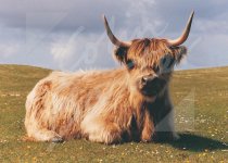 Highland Cow Magnet (sitting) Magnet (H CB)