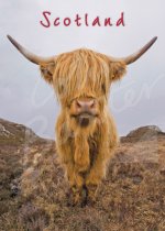 Highland Cow Magnet (face on) Magnet (V CB)