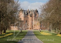 Glamis Castle Magnet (daffodils) Magnet (H CB)