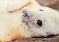 Grey Seal Pup Magnet (H CB)