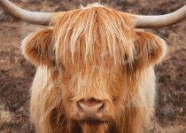 Highland Cow Magnet (face only) Magnet (H CB)