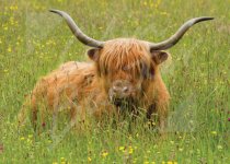 Highland Cow Magnet (machair) Magnet (H CB)