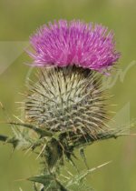 Scottish Thistle Magnet (V CB)