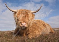 Highland Cow Magnet (H CB)