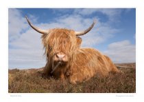 Highland Cow Print