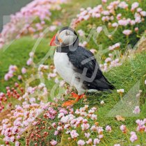 Atlantic Puffin with Sea Pinks ( Greetings Card (CB)