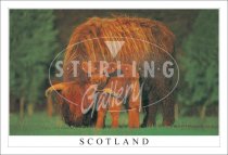 Mother & Son, Highland Cow - Scotland Postcard (H SG)