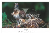 Osprey and Young Postcard (H SG)