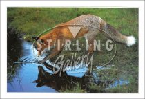 Red Fox, Water Postcard (H SG)