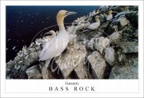 Gannets on Bass Rock Postcard (H SG)