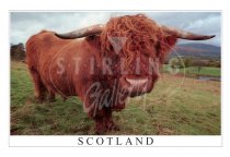 Highland Bull Postcard (H SG)