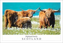 Highland Family - Scotland, Highland Cow Postcard (H SG)