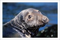 Grey Seal, I only have eyes for you Postcard (H SG)