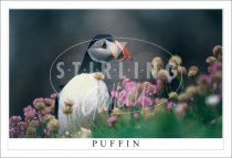 Puffin, amidst Flowering Thrift Postcard (H SG)