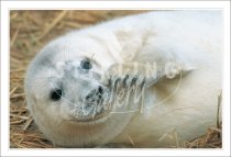 Grey Seal Pup Postcard (H SG)