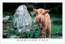 Highland Calf, Anyone Seen my Mum Postcard (H SG)