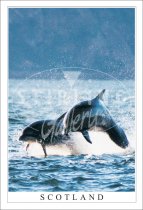 Double Dolphins - Scotland Postcard (V SG)