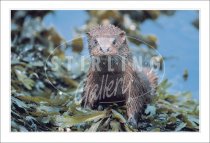 Otter in Seaweed Postcard (H SG)