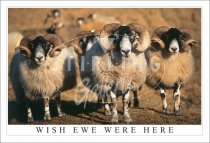 Wish Ewe Were Here, Blackface Rams Postcard (H SG)