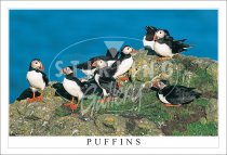 Puffins, Treshnish Postcard (H SG)