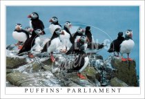 Puffins' Parliament Postcard (H SG)