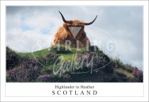 Highlander in Heather - Scotland Postcard (H SG)