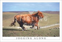 Jogging Along - Highland Cow Postcard (H SG)